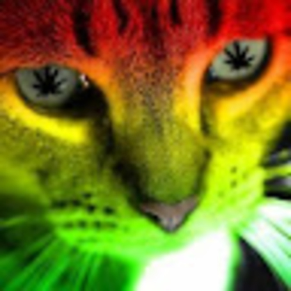 Meet your Posher, Angelina